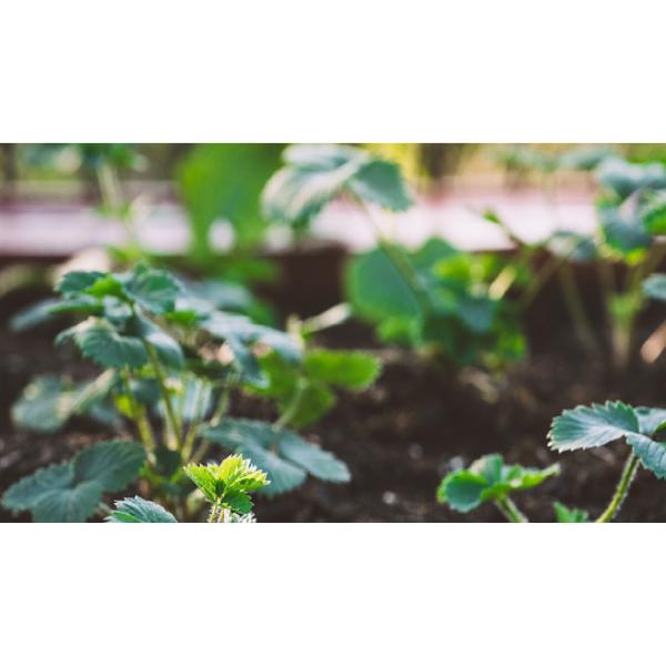 65072-01-7 Soy Protein Powder Organic Hydrolysate Nitrogen Fertilizer For Strawberries