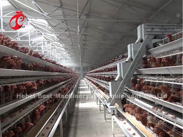 Frío automático de la jaula de las aves de corral de la batería galvanizado para poner pollos en iris del mercado de África