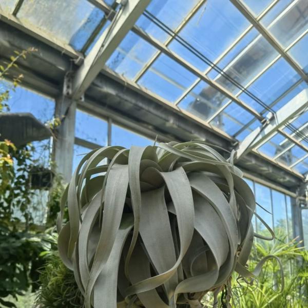 Glass Greenhouse Hydroponic Vegetable System for Maximum Water Efficiency