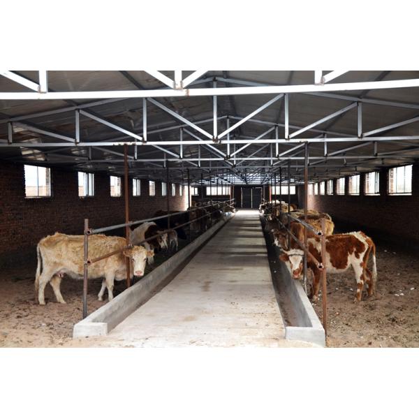 Safety Steel Structure Cow Shed House Agricultural Farm Steel Building