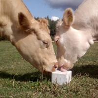 La cerca de alta resistencia Accessories Nutrition Cow del ODM lame el bloque