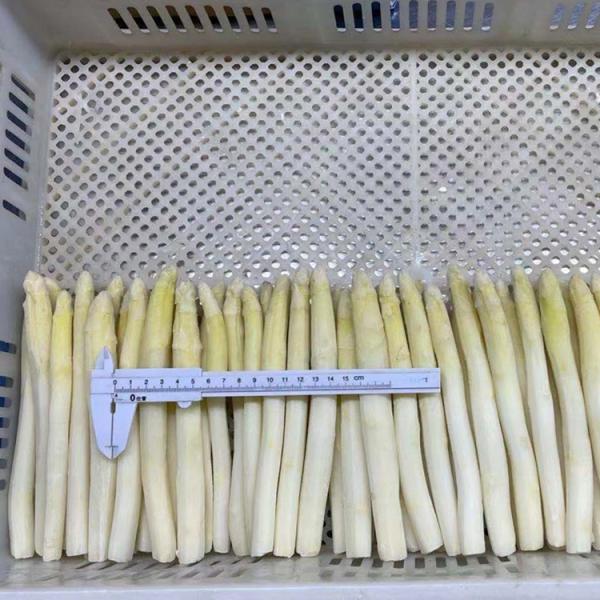 Wholesale IQF Vegetable IQF Frozen White Asparagus Spear From China