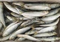 Sardinella Lemuru Whole Round 95g Fresh Frozen Sardines