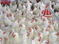 Équipement pour la volaille de poulets de chair personnalisé Système d'alimentation automatique des poulets de chair