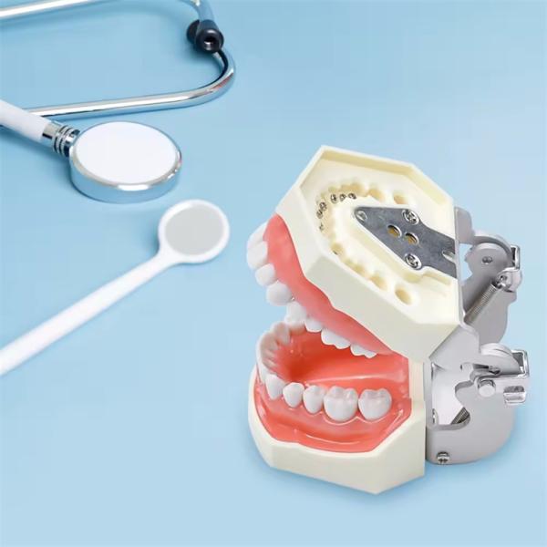 Dentiste d'étude Modèle de dents École dentaire 28pcs Dents avec vis Restauration dentaire Modèle de mâchoire