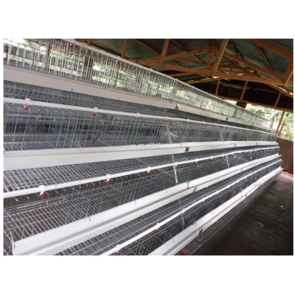 Durable Layer Poultry Farming Equipment High Rearing Efficiency Easy Operation