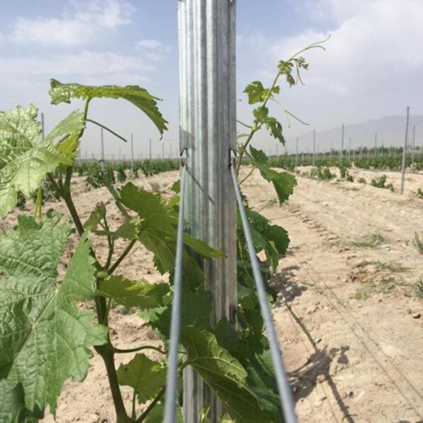 2.5mm Thickness Metal Galvanised Steel Vineyard Posts For Grape Growing
