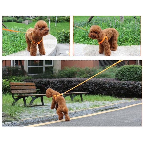 Collar para perros de Hundehalsband iluminado Recargable collar para mascotas de nylon XS XL LED