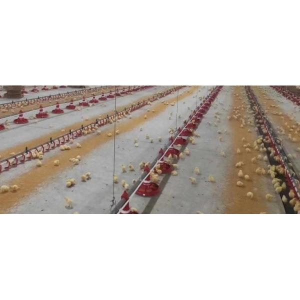 Система автоматизированная реактор-размножителом птицы бройлера питаться