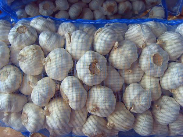 5.5-6.0 cm China fresh garlic export to Ecuador Guayaquil