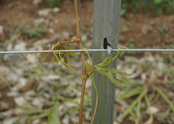 Q235 Steel Wine Garden Orchard Trellis Systems Metal Plant Stakes For Outdoor Plants