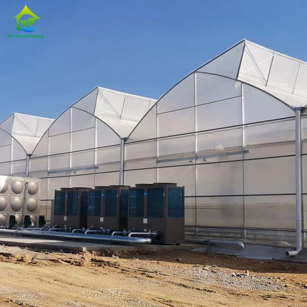 Multi-Span Poly Tunnel Greenhouse with Sawtooth Roof for Natural Ventilation and Light Diffusion