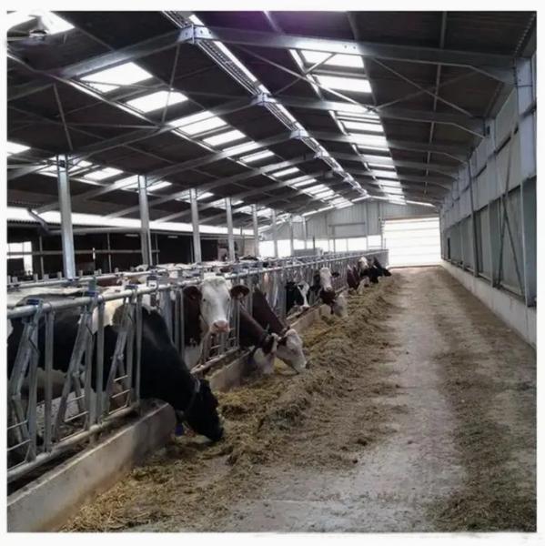 Modern Steel Structure Metal Dairy Farming Cow House Steel Shed
