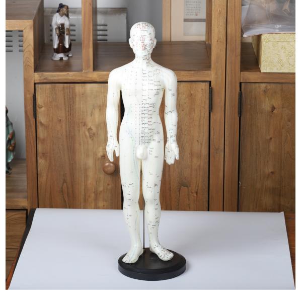 50cm Point Male Acupuncture Model Human Body GMP Certificate