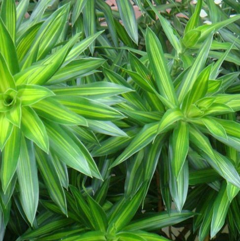 High Simulation Artificial Tropical Plant Dracaena Reflexa Tree 120cm Height