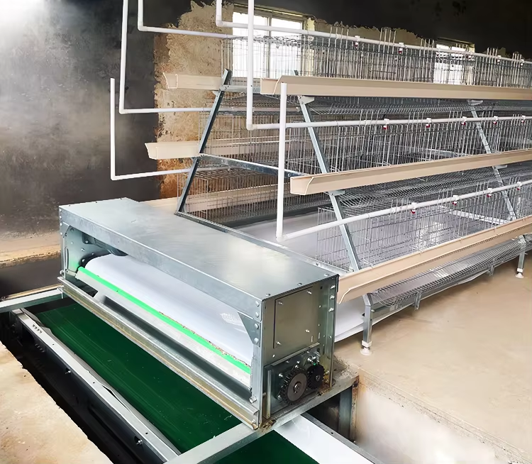 Automatic Galvanized Steel Chicken Poultry Battery Cage with Manure Removal and Customizable Finishes