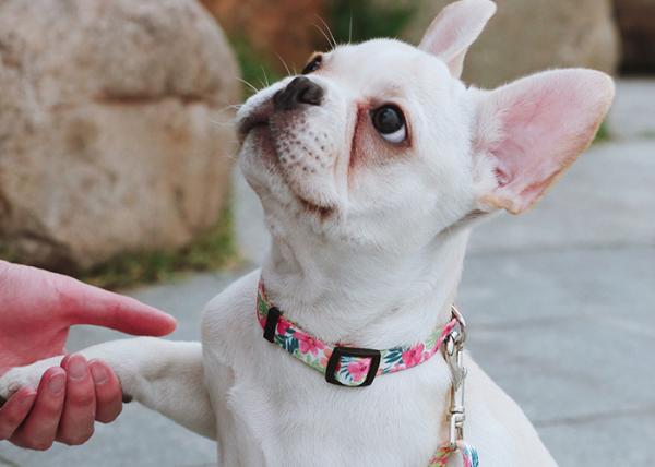 2.5cm 1 Inch Flower Polyester Dog Collars And Harnesses Soft Puppy Collar Outdoor
