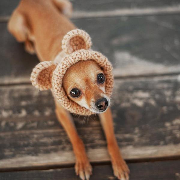 Y-Z Pet Tops Bear Dog's Ear Hood Designer Winter Knitted Snood Large Dog Clothes Hat
