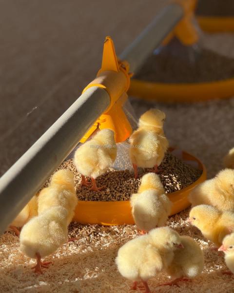 Durable Poultry Farming Floor System for Broiler Chickens