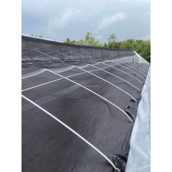 Agricultural Single Span Tunnel Green House Sprinkler Irrigation Lettuce Greenhouse For Farm