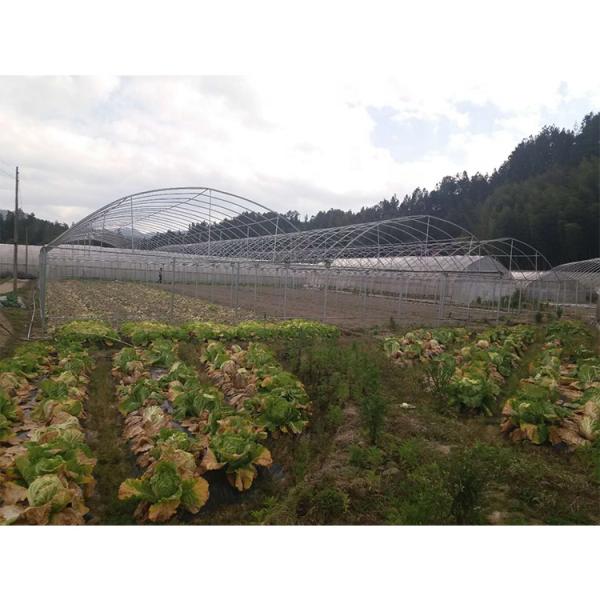 Пленочная многопролетная теплица с высотой крыши 5 м для овощей и фруктов