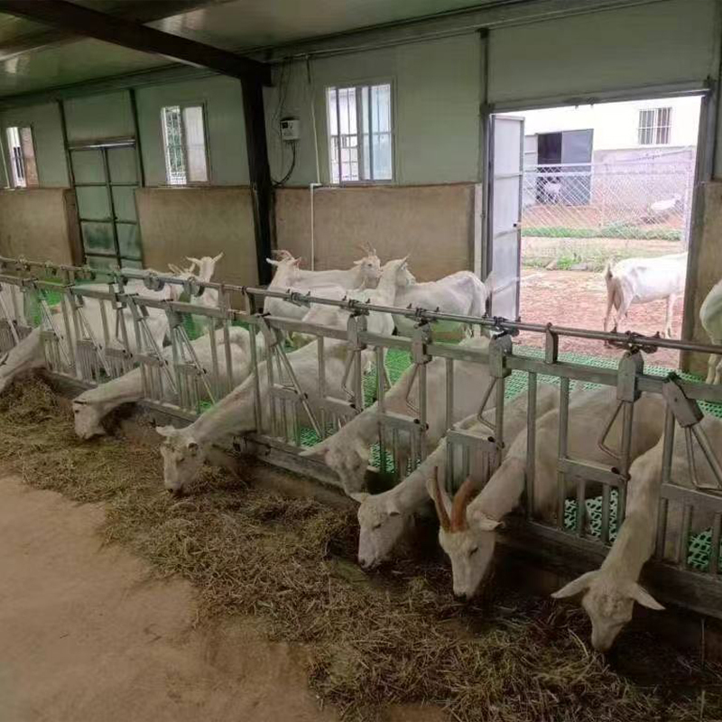 Poultry Equipment
