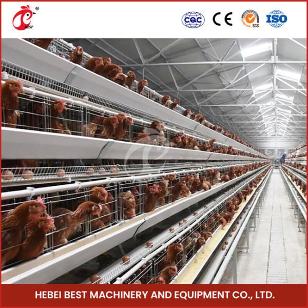 A Type Full Automatic Chicken Cage Equipment For 20,000 Capacity Poultry Farm Sandy