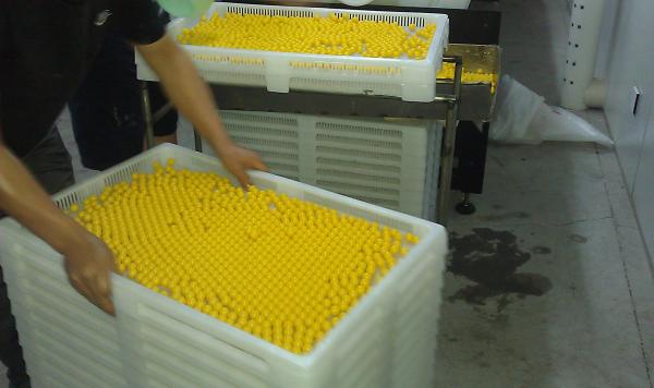 White Food Grade Plastic Drying Trays For Softgel Capsules And Paintball