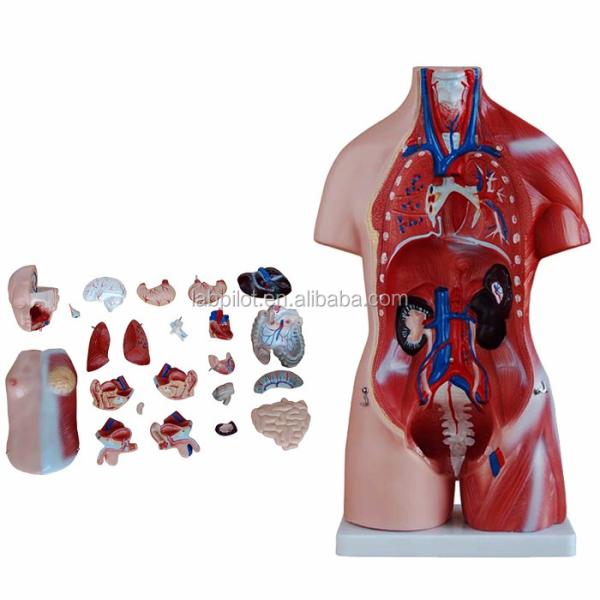 Anatomical Demonstration 23 Parts Torso Model with Internal Organs Function Liver