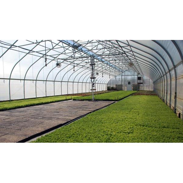 Single Span PE Film Greenhouse TUV Low Cost Poly Tunnel Greenhouse