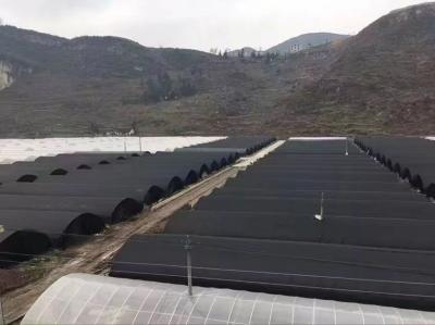 Sides Ventilation Plastic Tomato Greenhouse Resists Corrosion