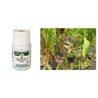 Promotion de la croissance des plantes CY30 Bacillus Velezensis engrais biologique sous forme liquide