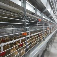 H Type Broiler Meat Chicken Cage Sales In Senegal 30000 Birds 144 Birds
