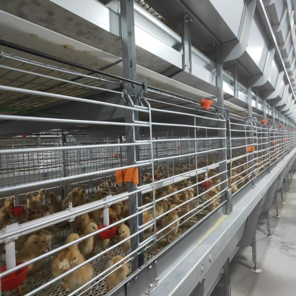 Un type poulet à rôtir de volaille mettent en cage l'équipement complètement automatique de ferme de Chambre