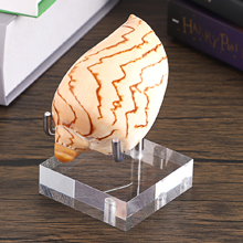Clear Acrylic Display Stand Holder With Adjustable Metal Arms Display Easel Stands For Gemstones Fossils Minerals Agate Slabs Plates Crystals Saucers Collectibles