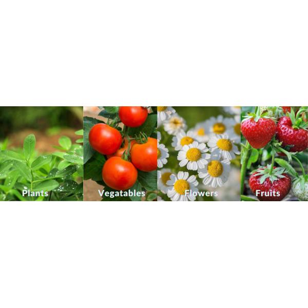 Fabric Raised Garden Bed 6x3x1ft Garden Grow Bed Bags for Growing Herbs, Flowers and Vegetables 128 Gallon