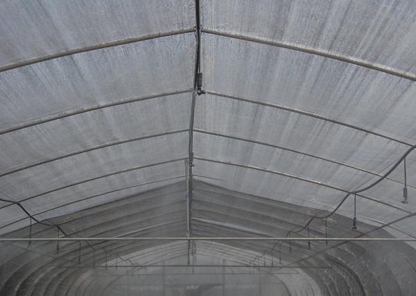 Anti Corrosion Single Span Greenhouse High Tunnel Agriculture Greenhouse With Irrigation System