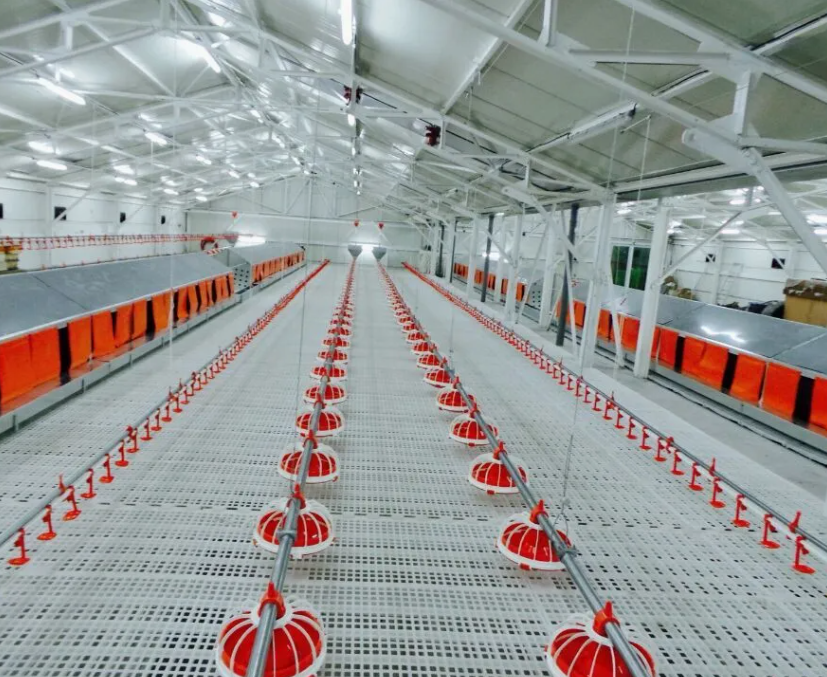 Customizable Galvanized Steel Broiler Floor Rearing Equipment with Automatic Supporting Systems for Poultry Farming