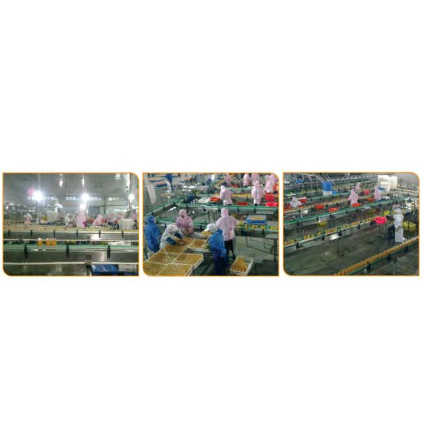 Orange Processing Fruit Canning Equipment High Precision Custom Design