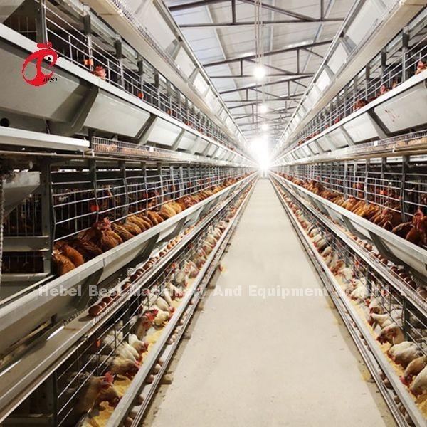sistema da gaiola do cultivo de aves domésticas de 2.2m, gaiola de bateria de 9 séries para camadas Rosa