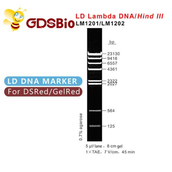 60 Preps DNA Marker Electrophoresis High Purity Reagents