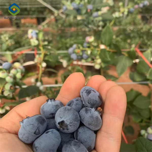 Easy To Assemble Transparent Blueberry Greenhouse With Electric Systems