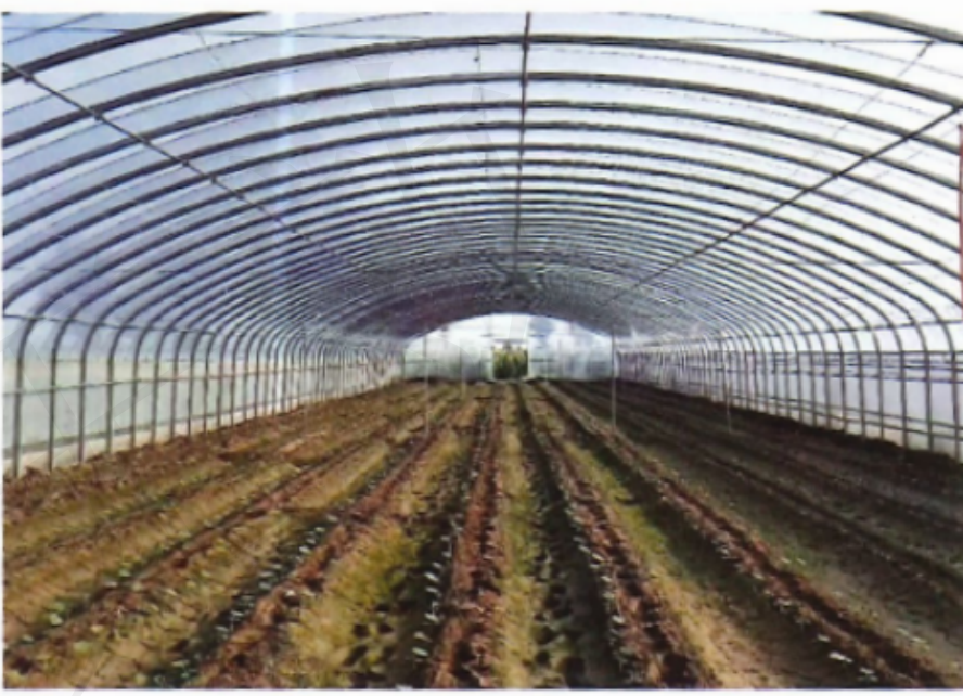 Single‑Span Elliptical‑Tube Poly Tunnel Greenhouse