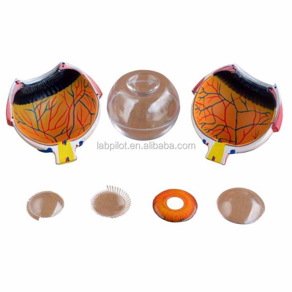 8 Parts Detachable Giant Eye Anatomical Model Perfect for Medical Study and Education