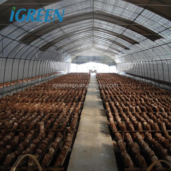 Tunnel Greenhouse with Hot Dipped Galvanized Steel Structure and 275gsm Zinc Coating