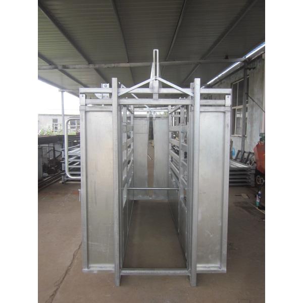 Heavy Duty Cattle Farm Equipment Sheep Weighing Scales ISO9001 Approval