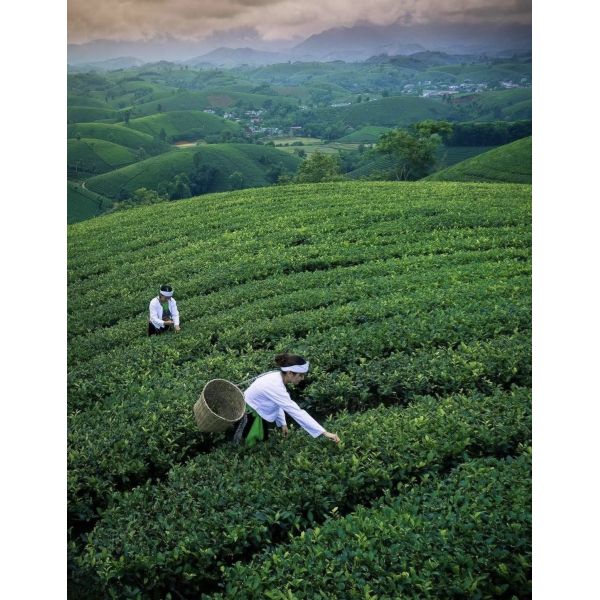 Umami-Rich Tencha Green Tea Leaves Natural Plant-Based Raw Material for Vegan Meat Alternative Coloring Applications