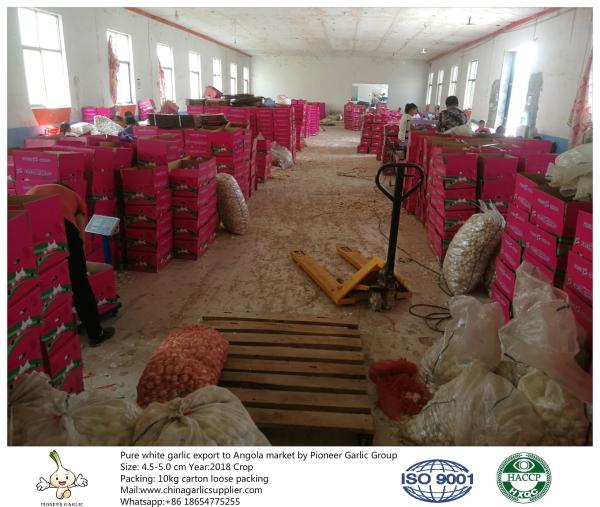China fresh garlic export to Angola with 4.5-5.0cm 10kg loose packing carton.