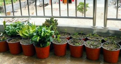 Пластмасса Dia нежности 14cm Skyblue PP растет баки повторно использовала пластиковые баки сада