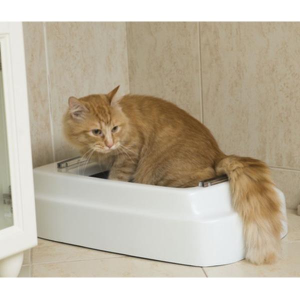 Odor Eliminating Powdered Cat Litter Powder 25kg/bag Without Agglomeration